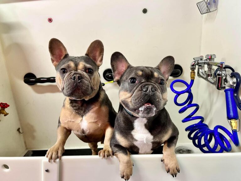 Dog Grooming at Paws Canine Activity Center in Lancaster, PA